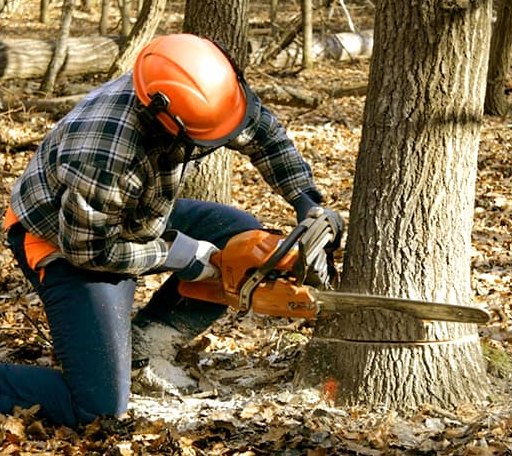 Tree Removal in Jewett, IL